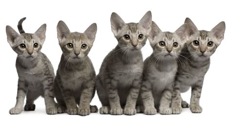 Ocicat Breeders Australia | Ocicat Info & kittens