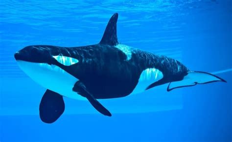 How Smart Are Orcas? Everything We Know About Killer Whale Intelligence - A-Z Animals