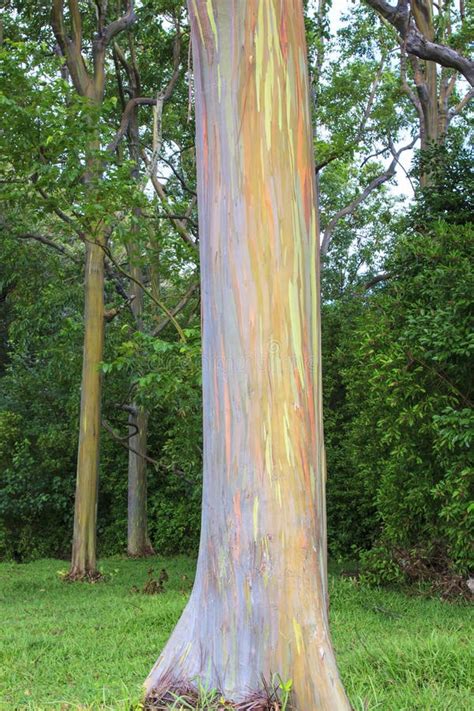 Rainbow Eucalyptus Tree Bark Stock Photo - Image: 28372110