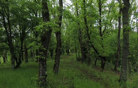 D. Typical bright oak forest habitat of Vipera ammodytes montandoni ...