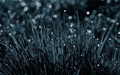 Wallpapers Box: Morning Grass And Dew HIgh Definition Backgrounds \ Wallpapers