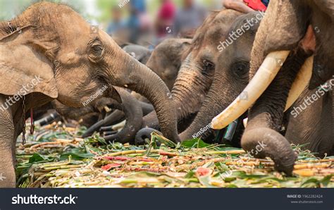 6,467 Elephant fruit Images, Stock Photos & Vectors | Shutterstock