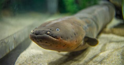 What Is Eels Fish Eel Electric Animals Lifespan Animal Uktv - all about hobby