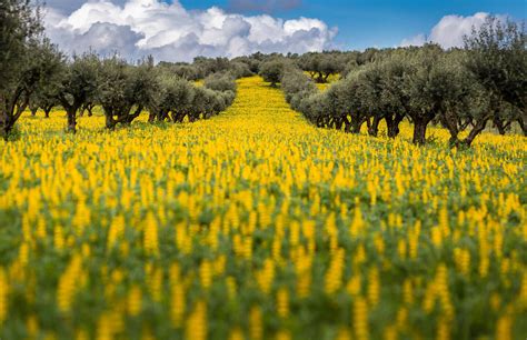 Alentejo | Authentic Explorations