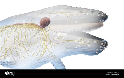 Whale anatomy, illustration Stock Photo - Alamy