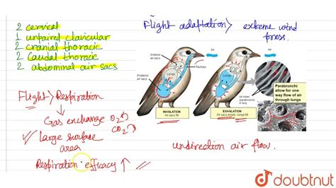 [Bengali Solution] Write any one of the roles air sacs play in the aer