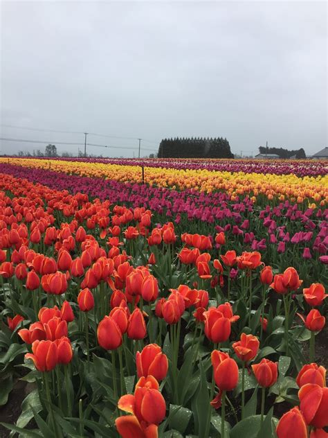 Abbotsford Tulip Festival — Covet & Acquire