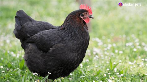 Marans Chicken Breed. What is it? - Chicken Pets