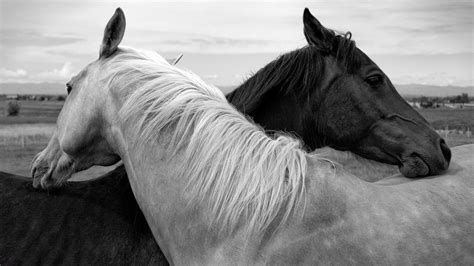 Black And White Horses Wallpaper