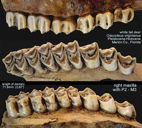 Pleistocene Mammal Tooth Help - Fossil ID - The Fossil Forum