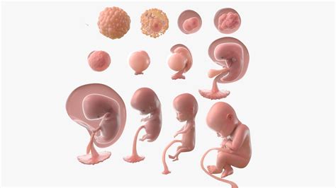 3D complete human egg fetus model - TurboSquid 1564863