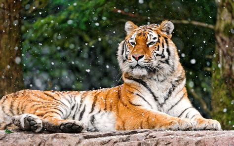 4k Siberian Tiger Wallpaper | Tiger wallpaper, Animal wallpaper ...