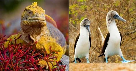 The Galápagos National Park For Its Exciting Wildlife