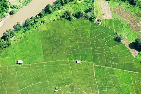 Rice Paddy Fields, Thailand, Aerial by Pete Atkinson