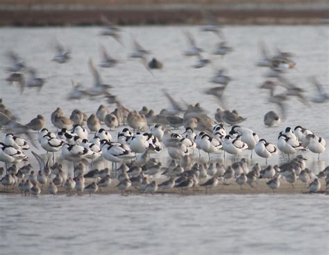 Popular Poole school bird boats set to return - Birds of Poole Harbour