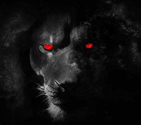 [100+] Black Lion Wallpapers | Wallpapers.com