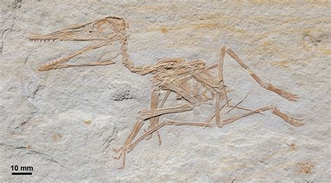 Oldest Pterodactylus fossil found in Germany | Blog