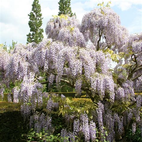 Cottage Farms Direct - Trees - White Wisteria