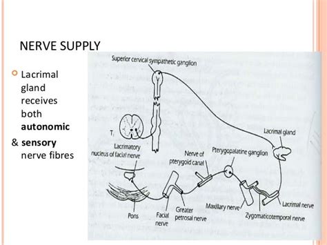 Anatomy and physiology of lacrimal system