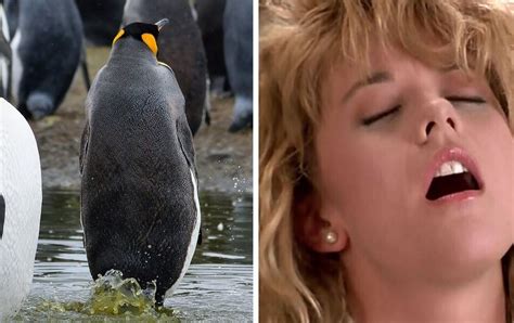 Scientists Are Getting High On Penguin Poop In Antarctica, One Has Gone ...