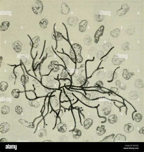 Actinomycetes Structure