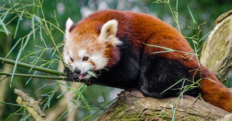 Red Panda on Bamboo Tree Branc · Free Stock Photo