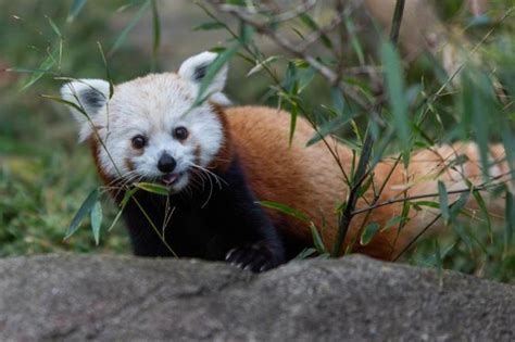 About the Giant Panda Conservation Program | Smithsonian's National Zoo ...