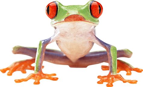 Frog Png Image Transparent HQ PNG Download | FreePNGImg