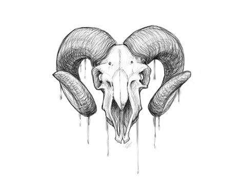 Goat Skull Drawing - Download High Quality Goat Clipart Pygmy ...