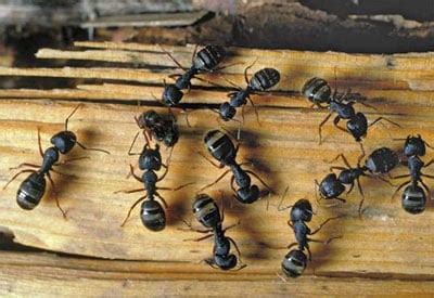 How to Get Rid of Carpenter Ants | Planet Natural