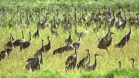 Sandhill Cranes Fall Migration in Alaska - YouTube