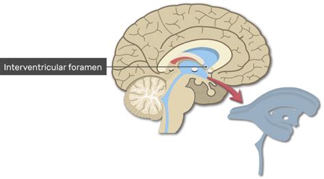 Ventricles of the Brain | Ventricular System | GetBodySmart