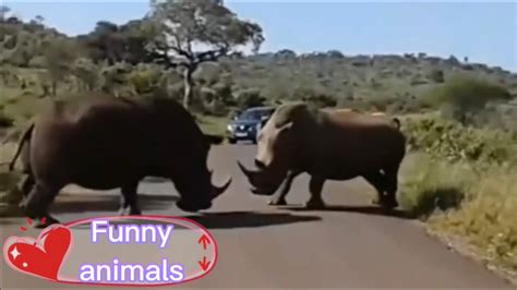 Funny animals 2023 #24 - YouTube