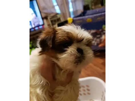 Red Shih Tzu for sale 1 girl and 3 boys left in Charlotte - Puppies for Sale Near Me