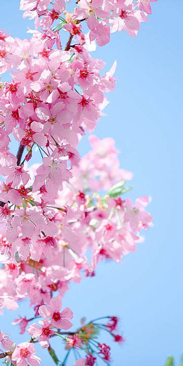 Sakura Vertical Version Of Cherry Blossom Photography Romantic Pink Phone Wallpaper Background ...