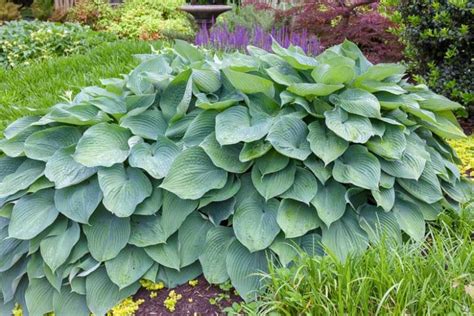 Hosta 'Big Daddy' (Plantain Lily)