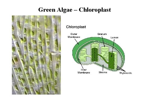 Green Algae Chlorophytes Green Algae Diversity I Chlorella