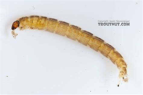 Chironomidae (Midges) True Fly Larva Pictures