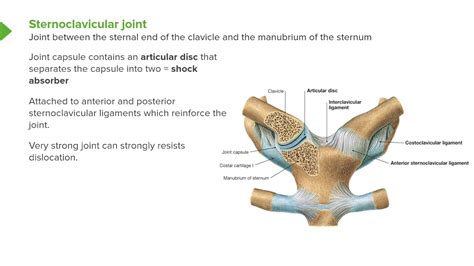 Sternoclavicular Joint – Joints of Upper Limb - YouTube