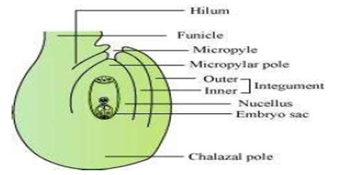 Diagram of a typical Ovule - QS Study