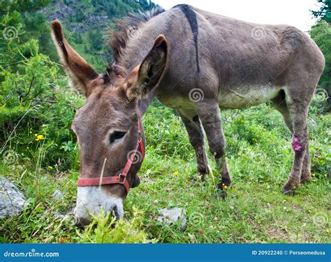 Asino sulle alpi italiane fotografia stock. Immagine di cavallo - 20922240