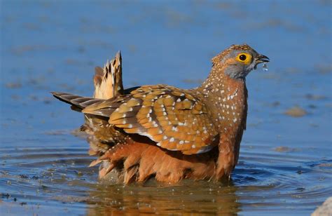 Sandgrouse - Desert Water-carriers | BirdNote