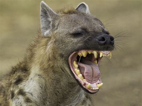 Hyena. | Hyena, Weird animals, Wild dogs