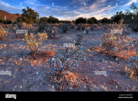 Sonora desert mexico hi-res stock photography and images - Alamy