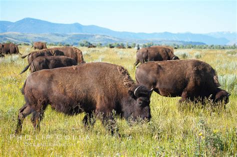 Bison herd, Bison bison photo, Grand Teton National Park, Wyoming