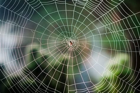 The Most Elaborate Spider Webs Ever Found in Nature | Reader's Digest