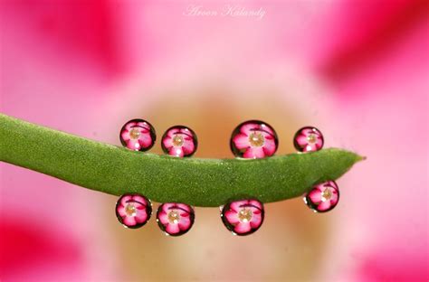 Macro Tutorial - Water Drops Photography - Technology Share