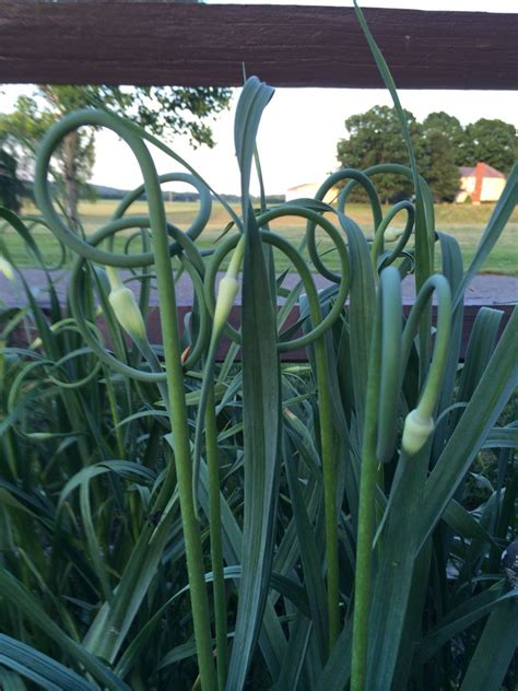 Garlic flower | Garlic flower, Plants, Flowers