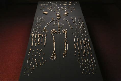 Homo naledi: 1,500 Fossils Revolutionize Human Family Tree – Maropeng ...