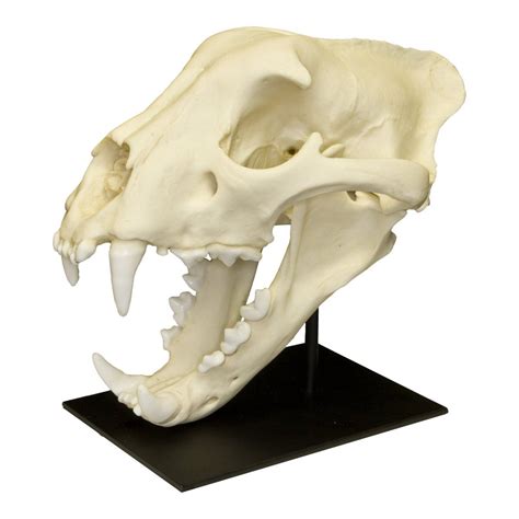 Replica Jaguar Skull For Sale – Skulls Unlimited International, Inc ...